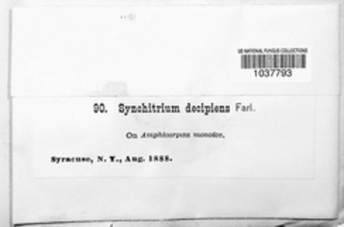 Miyabella aecidioides image